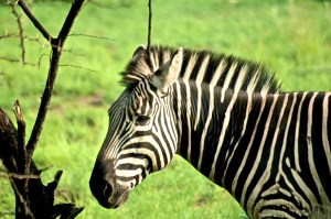 Zebra