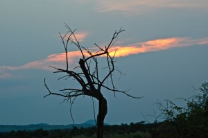 Tree at Dusk