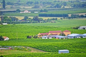 Winelands, hawke's Bay
