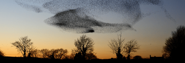 amazing-starling-murmuration-displays-the-beauty-of-unity_750x260