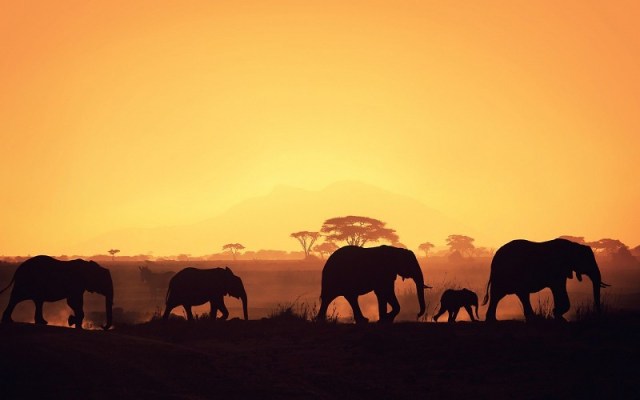 elephant-herd-silhouette-pics-351207